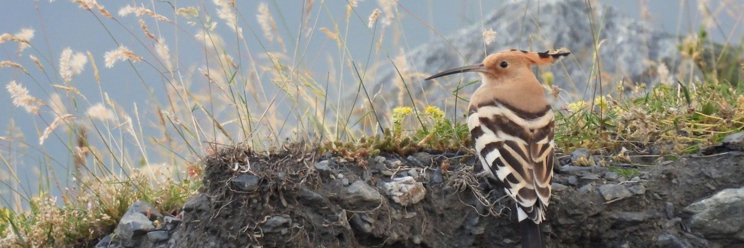 SeanHansen_'s profile banner image