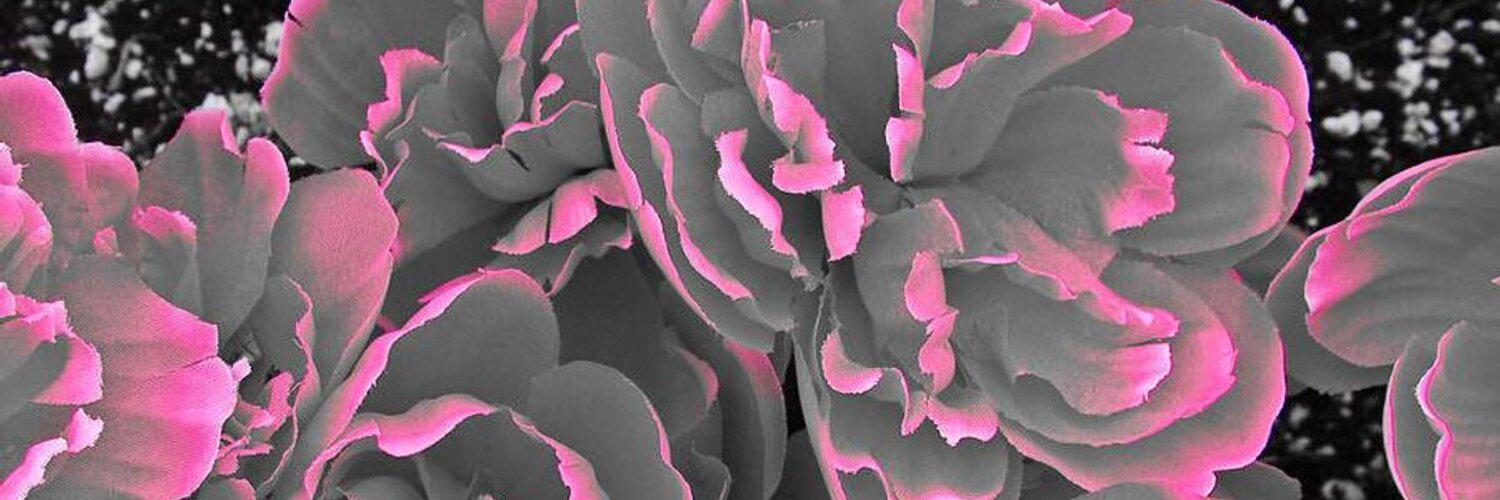 JobyLela's profile banner image