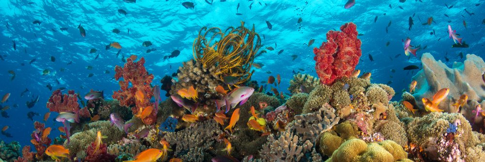 OceanOptimism banner