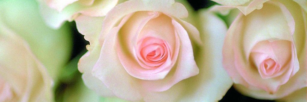 bloemglow's profile banner image