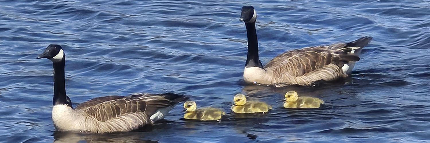 🦆 🦆 🪿 banner