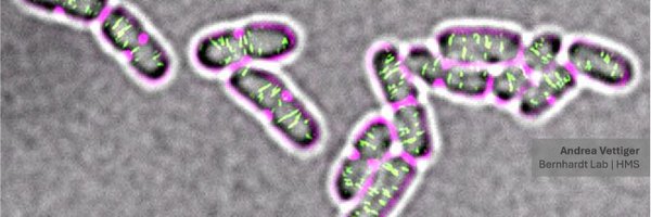 BostonBacteria Profile Banner