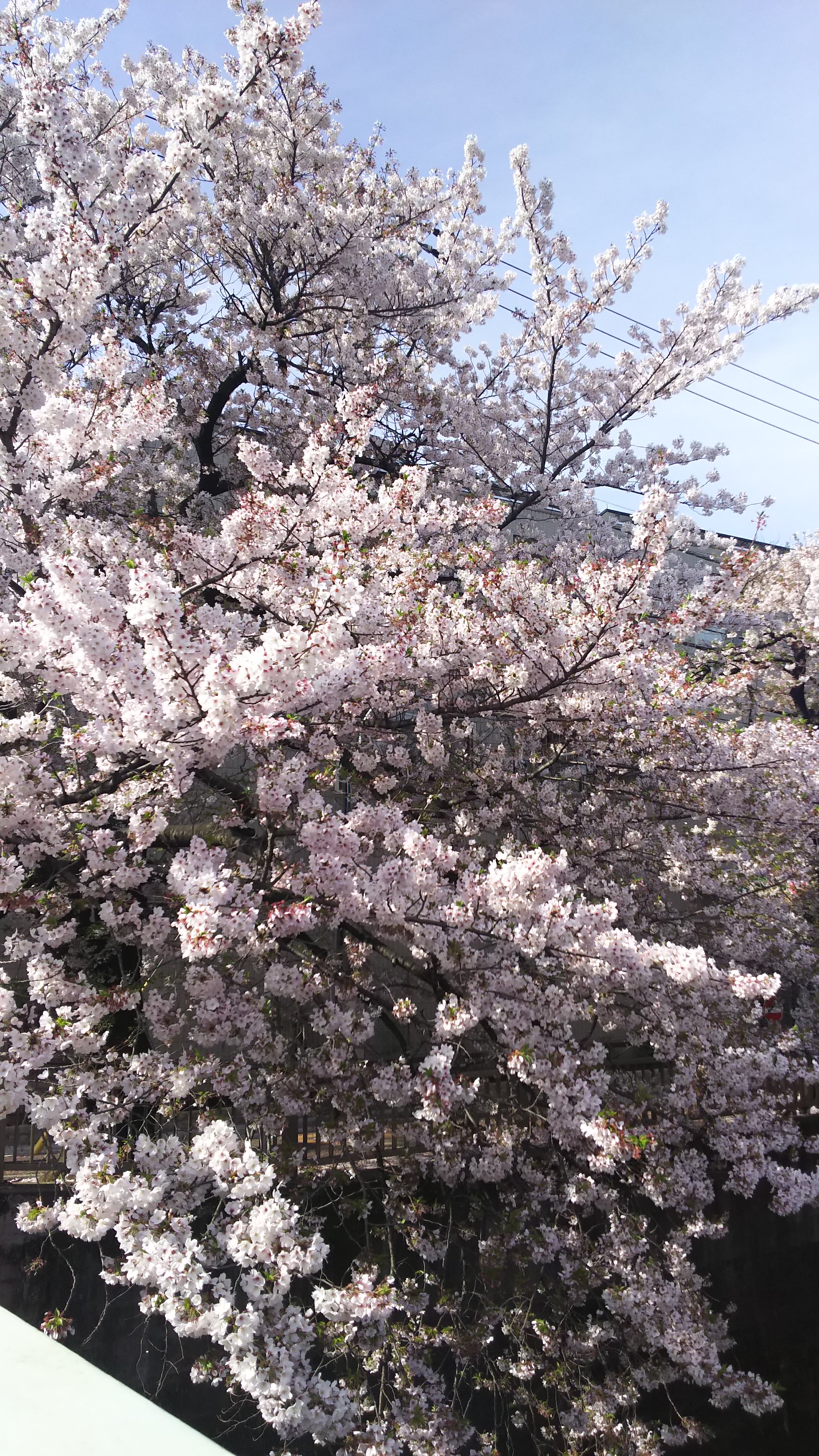 シエル＠取引アカ banner