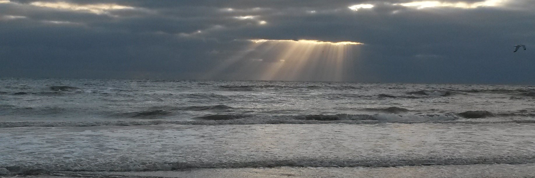 Ruud Bredewold banner