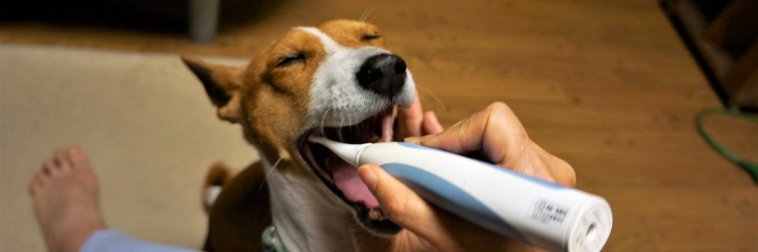 basenji55's profile banner image