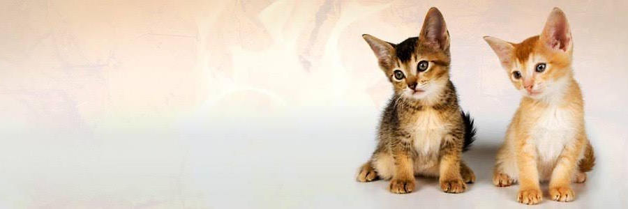 0xDerbie's profile banner image