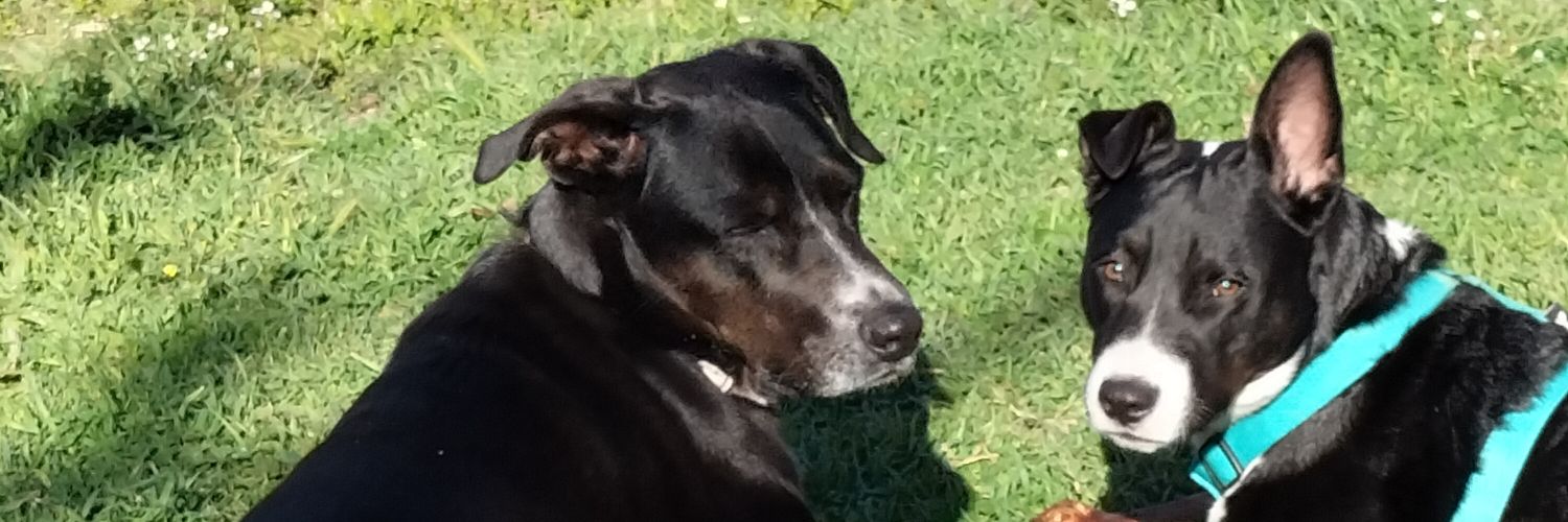 Geshigte's profile banner image