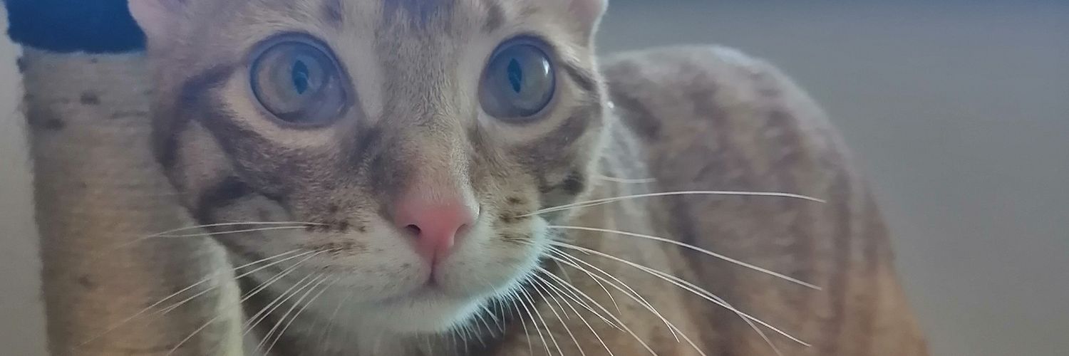 Whisyndra's profile banner image