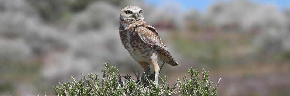 WildLands Defense banner