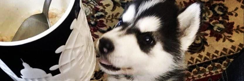 unknownwolf95's profile banner image