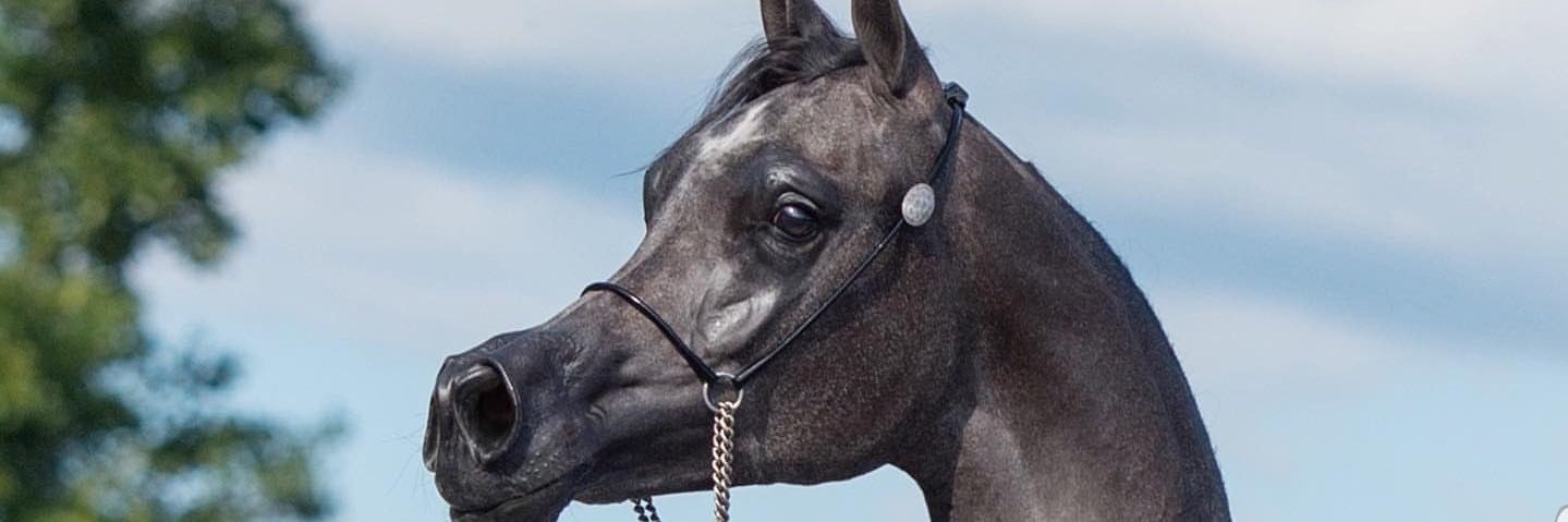 malmimooy's profile banner image