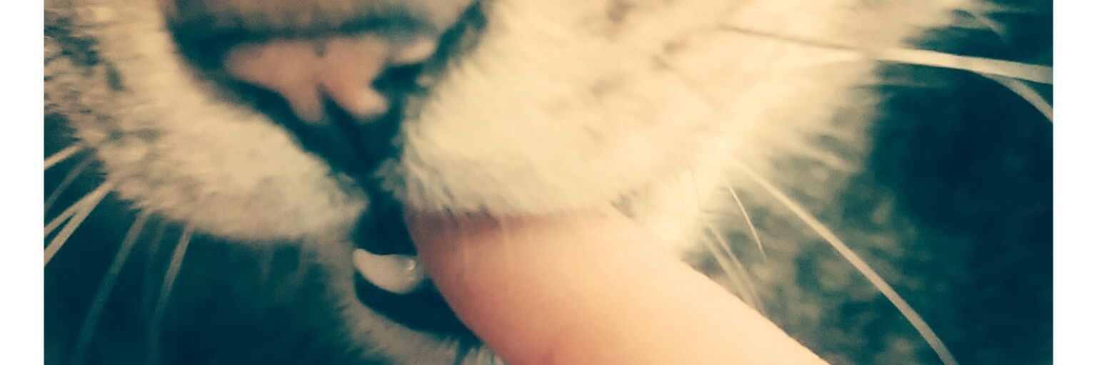 mummumummu's profile banner image