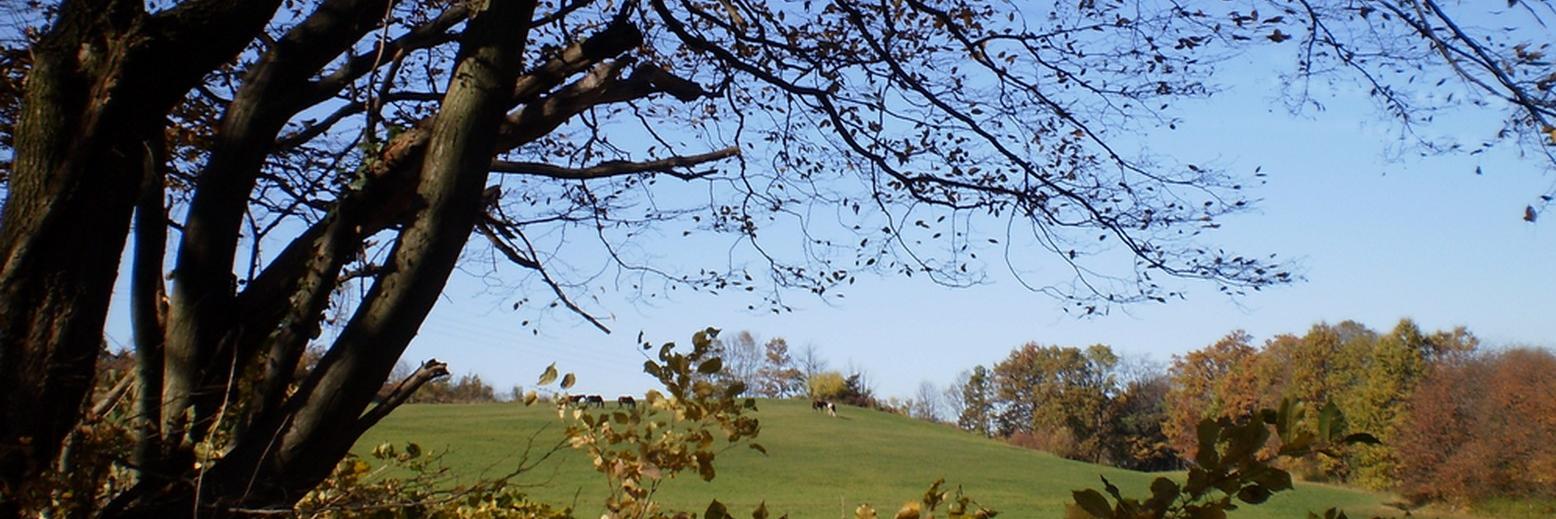 ꧁✿🌸╭⊱ Ðoυcнιɴĸα ⊱╮🌸✿꧂ 🦉🍃🦋🕊️ banner