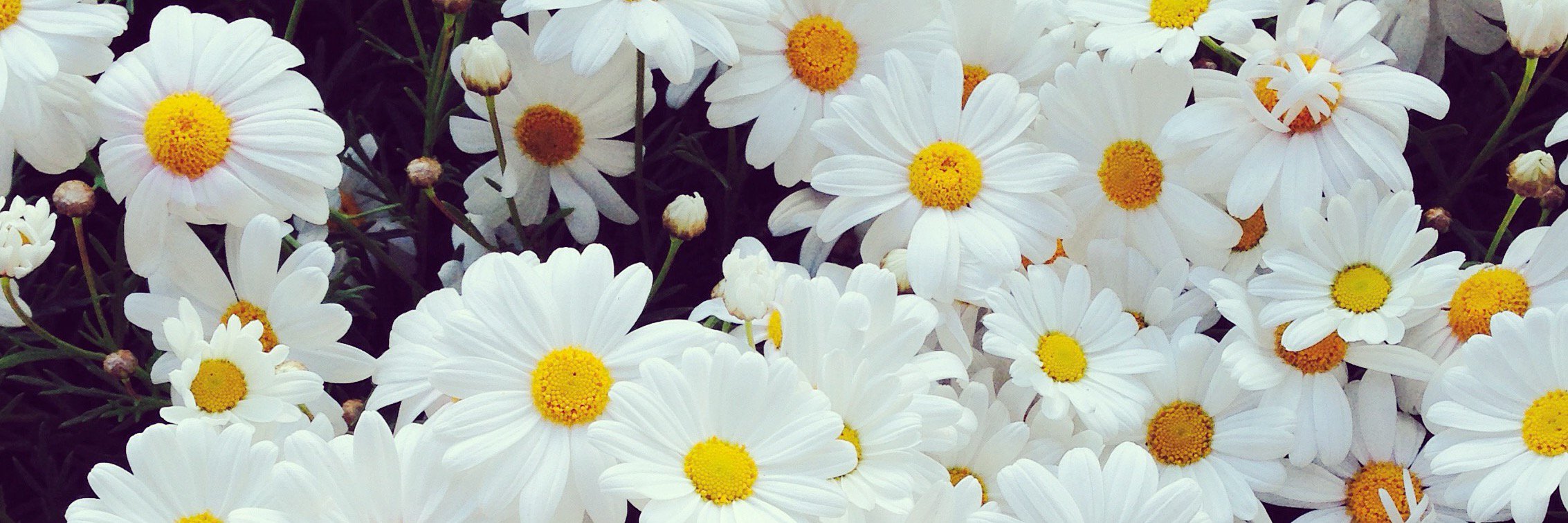 ChanelleFenech's profile banner image