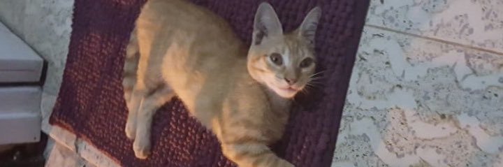 marthaandre15's profile banner image