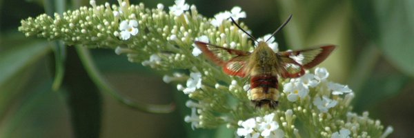 dlan5125 Profile Banner