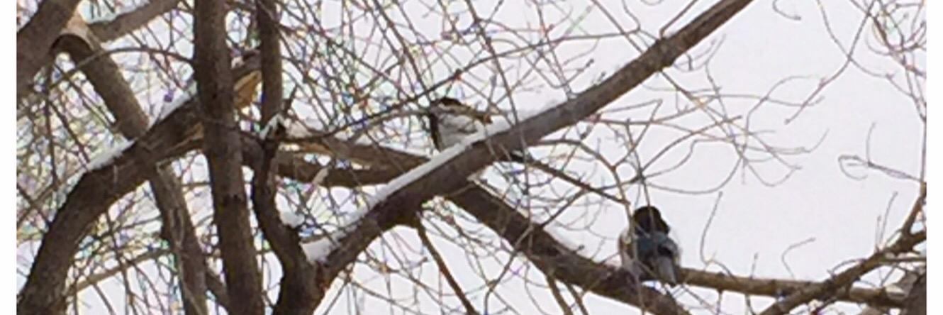 PippyIam's profile banner image