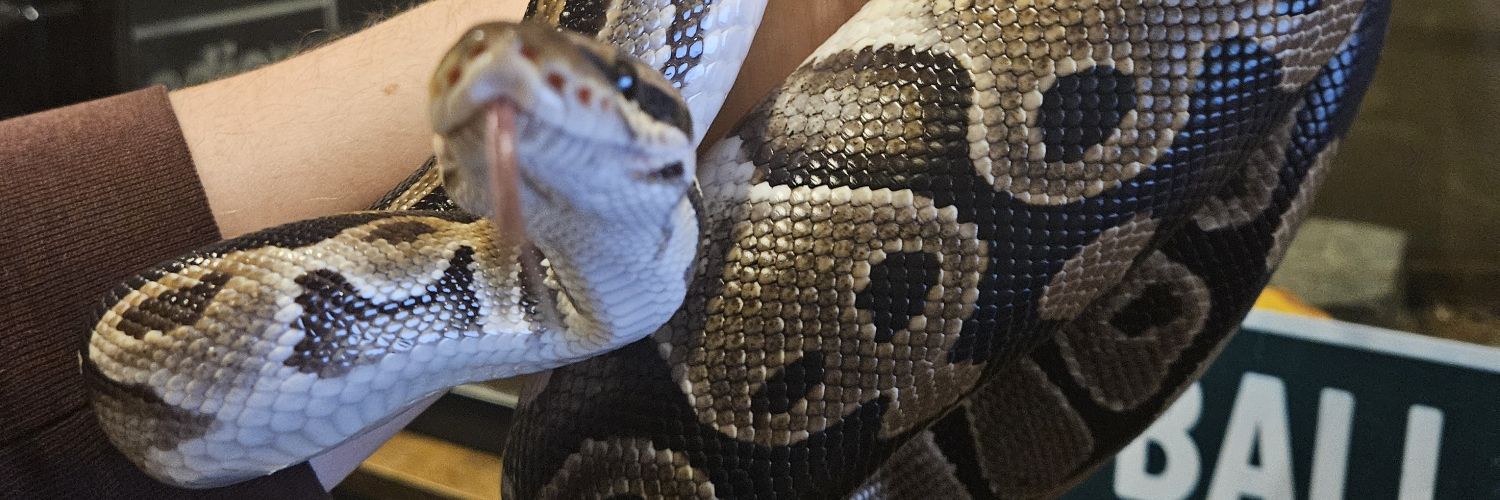 𝕾𝖎𝖌𝖌𝖎 🐍 𝕸𝖈𝕾𝖑𝖎𝖓𝖐𝖞 banner