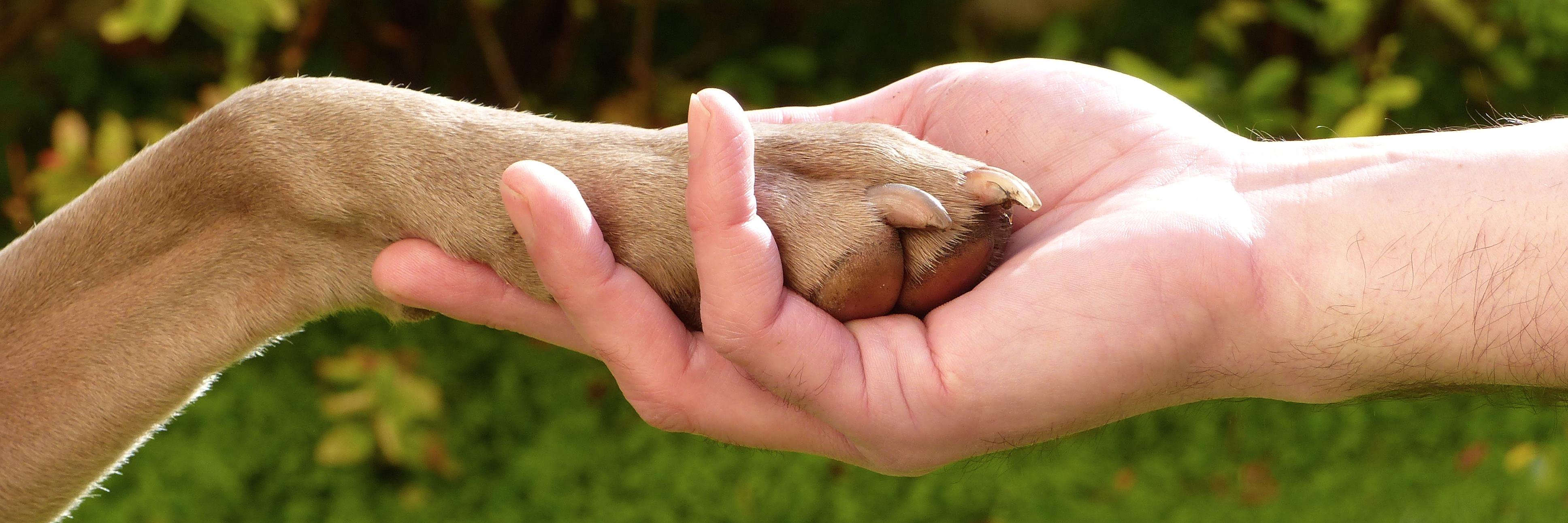 dogfidelity's profile banner image
