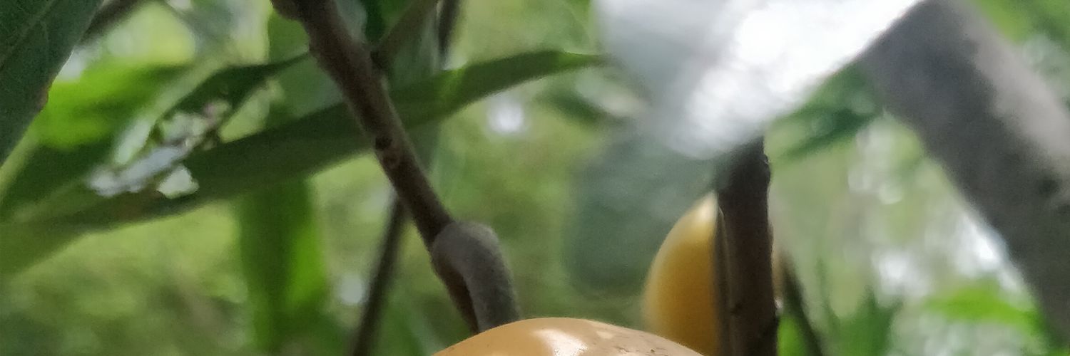 SuruethaiT's profile banner image