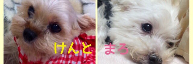 dokinchan1107's profile banner image