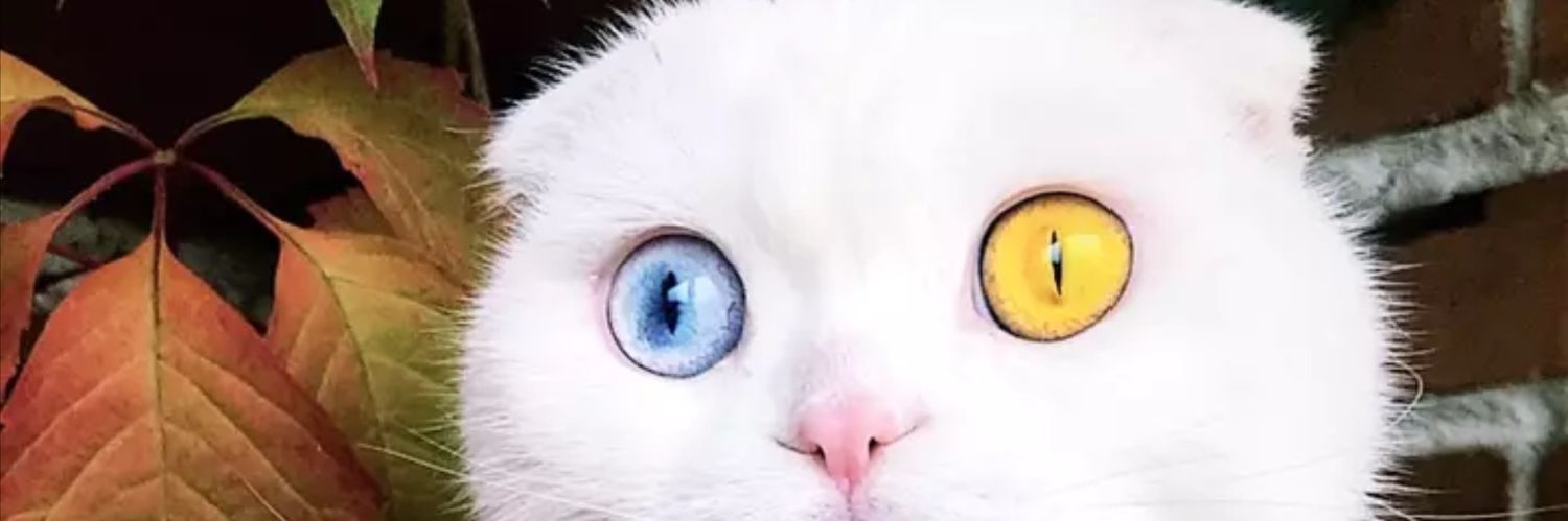 DaHeLLbiLLyo's profile banner image