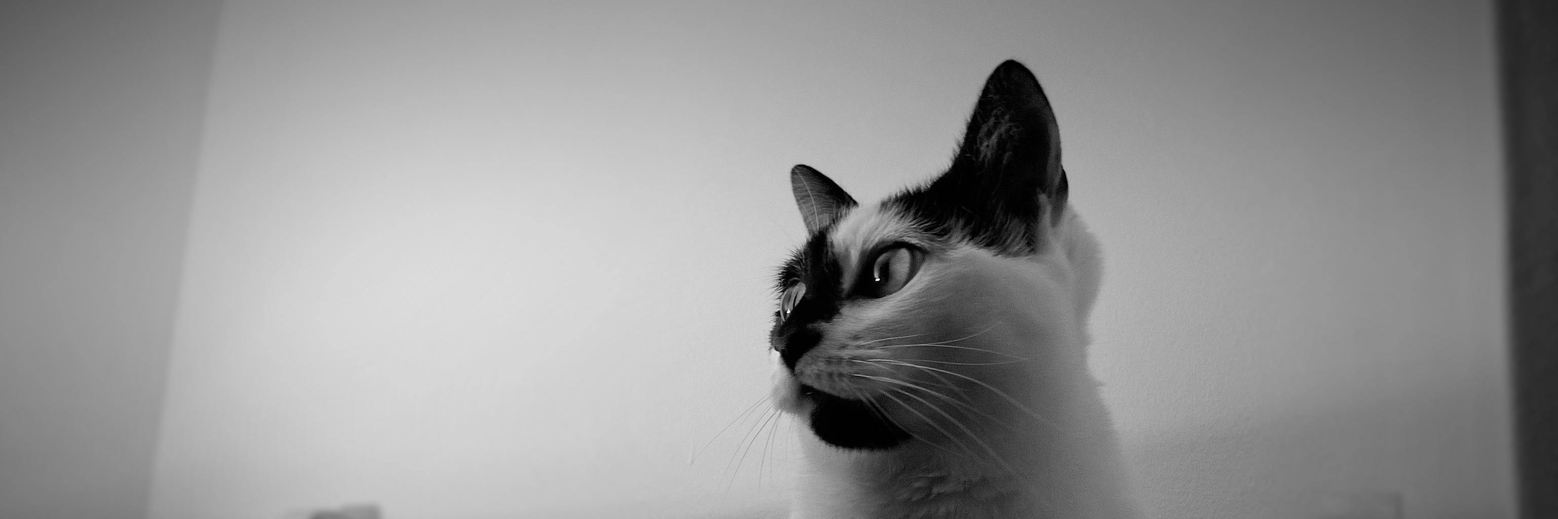 adamjosephwhite's profile banner image