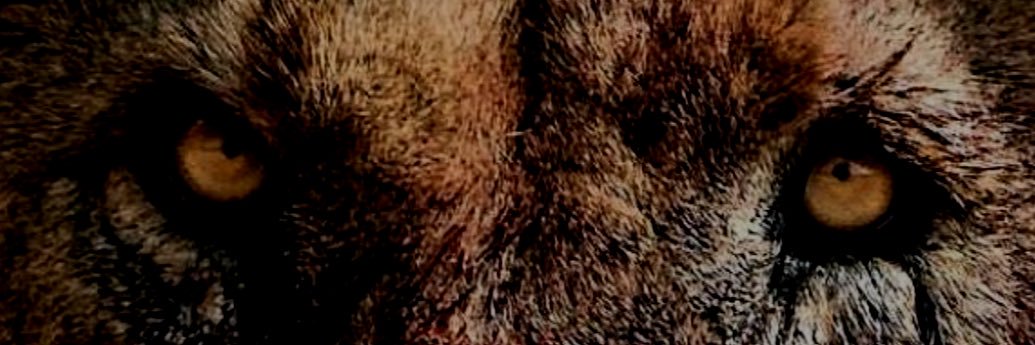 hasanxsfr's profile banner image