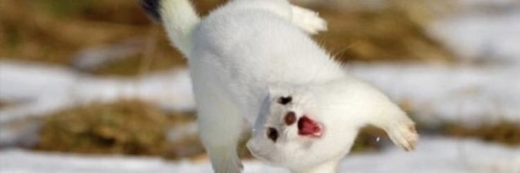 OhMyAntix's profile banner image