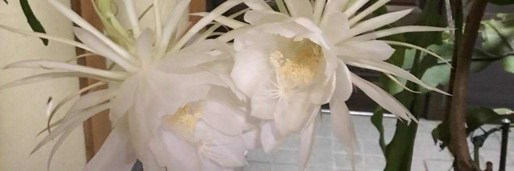 坂井's banner