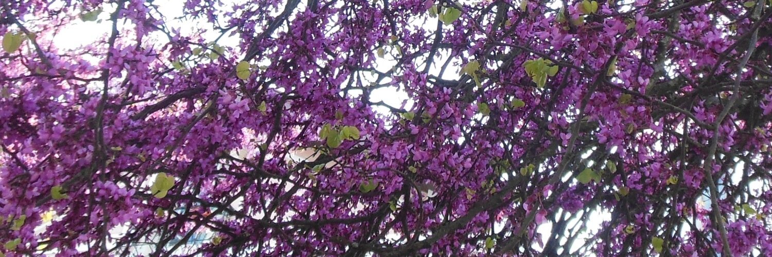 chrysothemisA's profile banner image