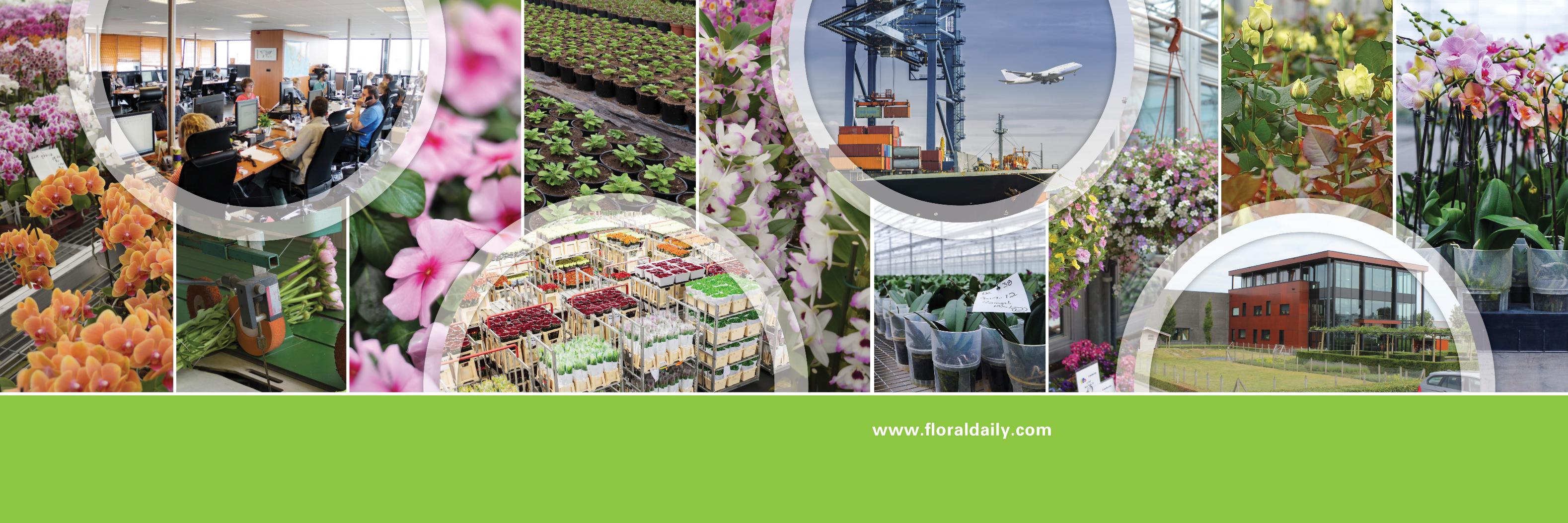 FloralDaily banner