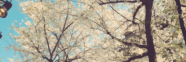 __piroko__ Profile Banner