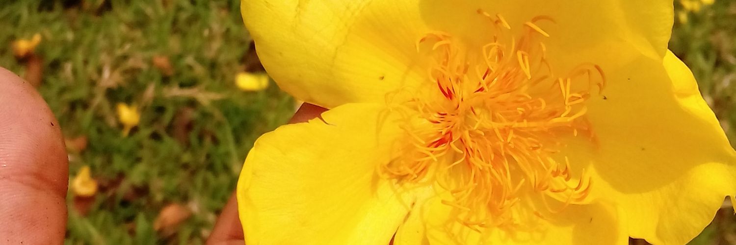 FabiolaMs_'s profile banner image