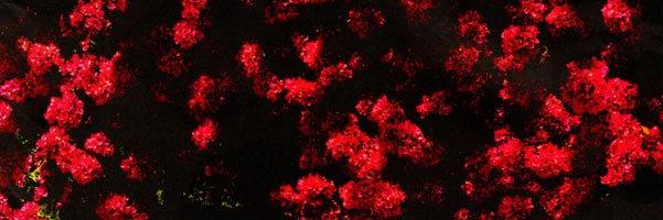 sere_modugno's profile banner image