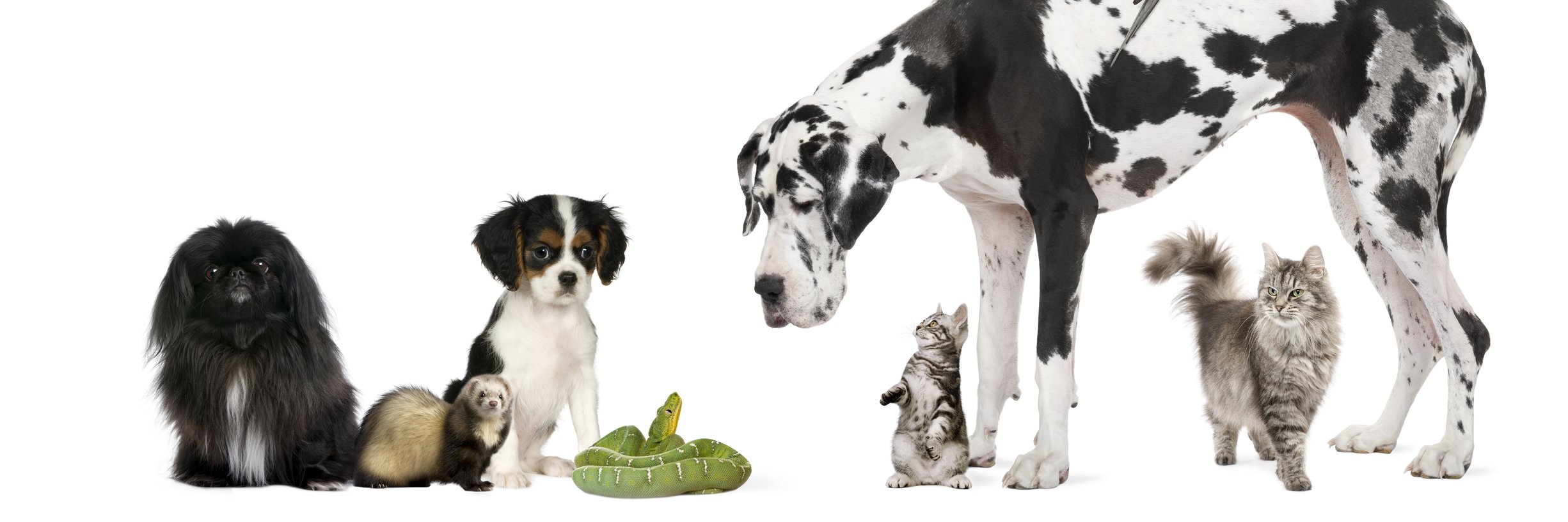 PawsomePet's profile banner image