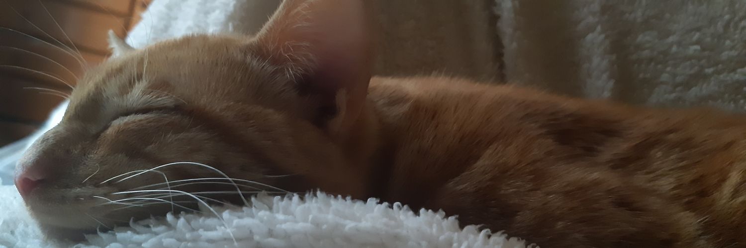 cheloreds's profile banner image