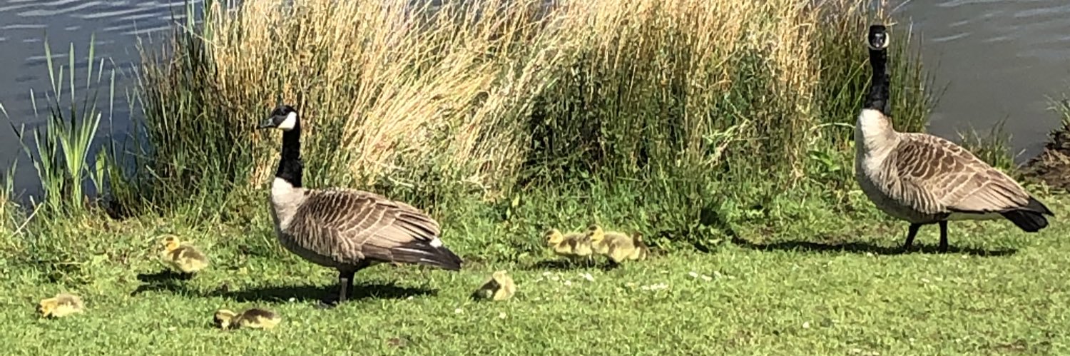 SuzanneHathaway's profile banner image