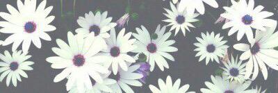 shopxvx's profile banner image