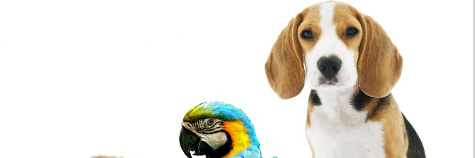 HVanimalia's profile banner image