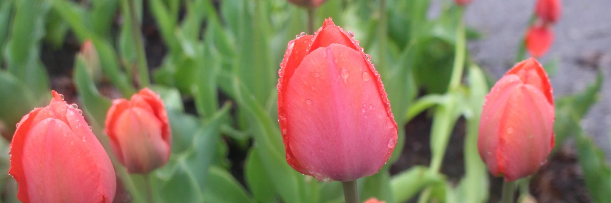 Audra_Gamble's profile banner image
