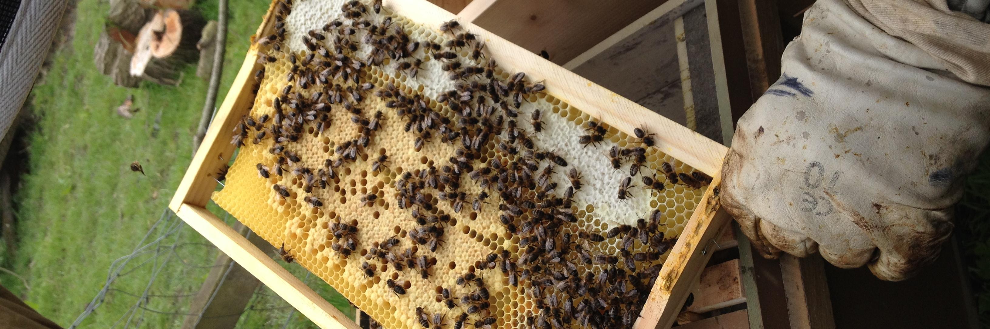 Oxleas Apiary banner