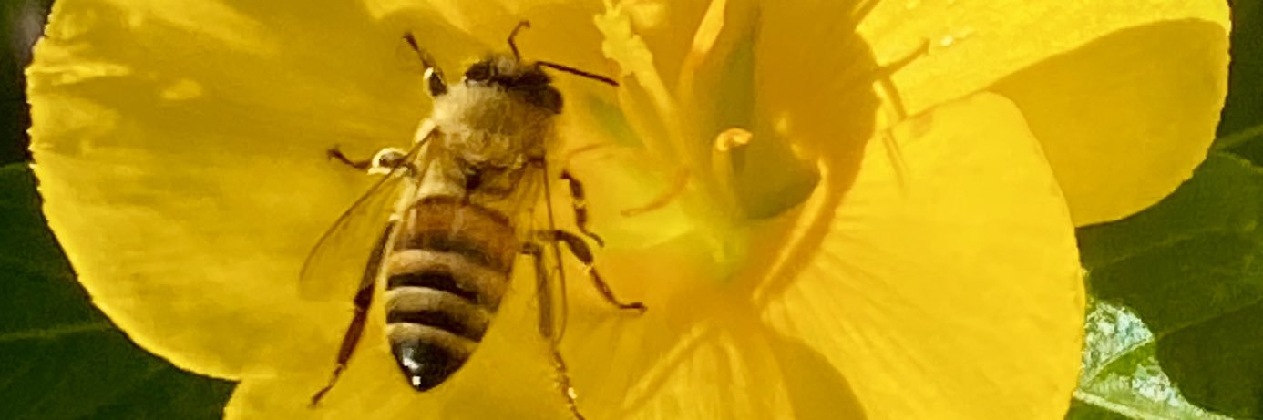 LornaWLittrell's profile banner image