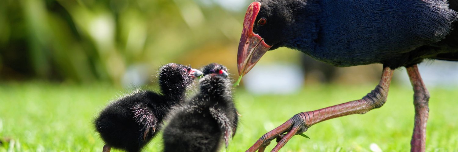 Joe 𝕏 上鍵 忠志 （じょうかぎ ただし） 🇳🇿 banner