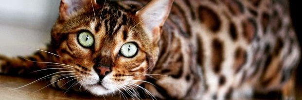 MonChatEstRoi 🐱👑 banner