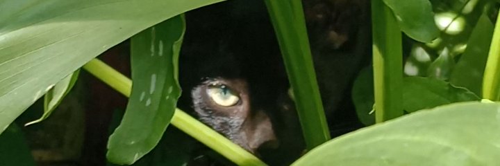 _mazzochini_'s profile banner image