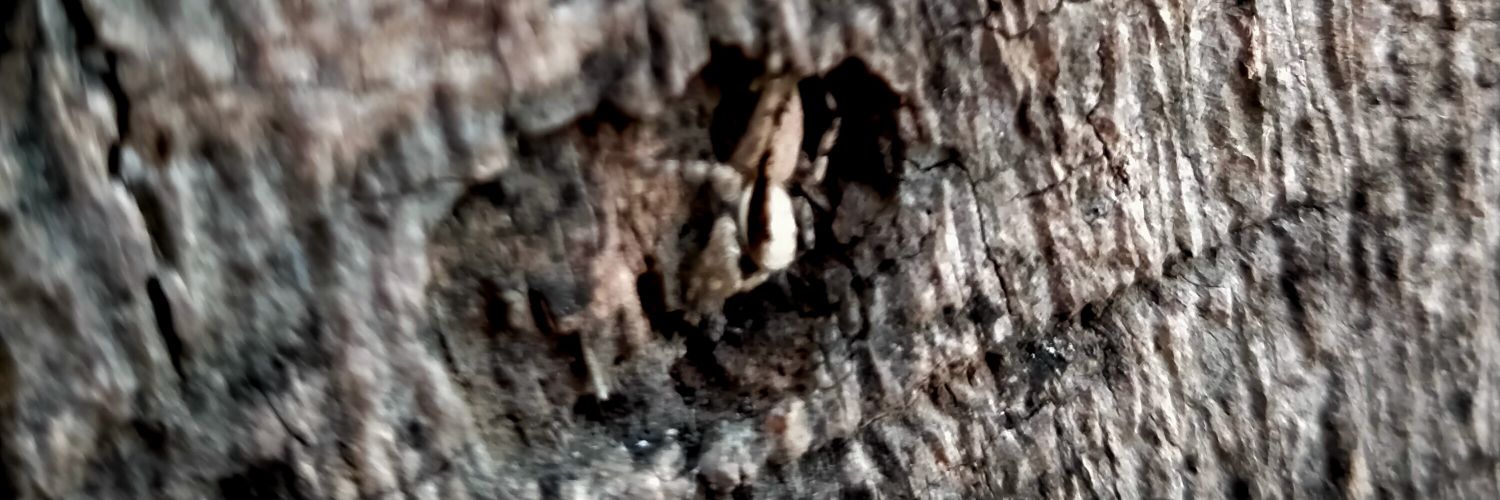 Aliendisini's profile banner image