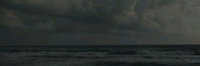 птичка banner