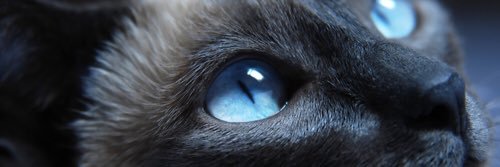 Techihahaha's profile banner image