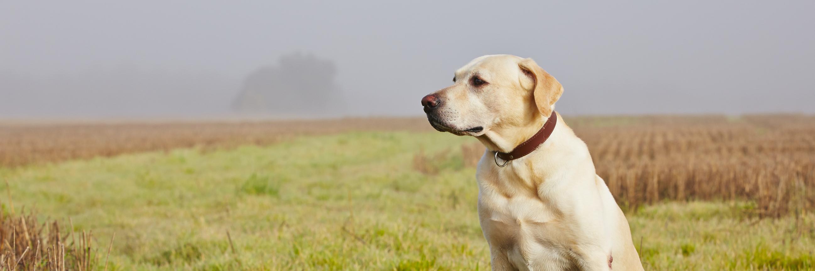 DogFoodGuru's profile banner image